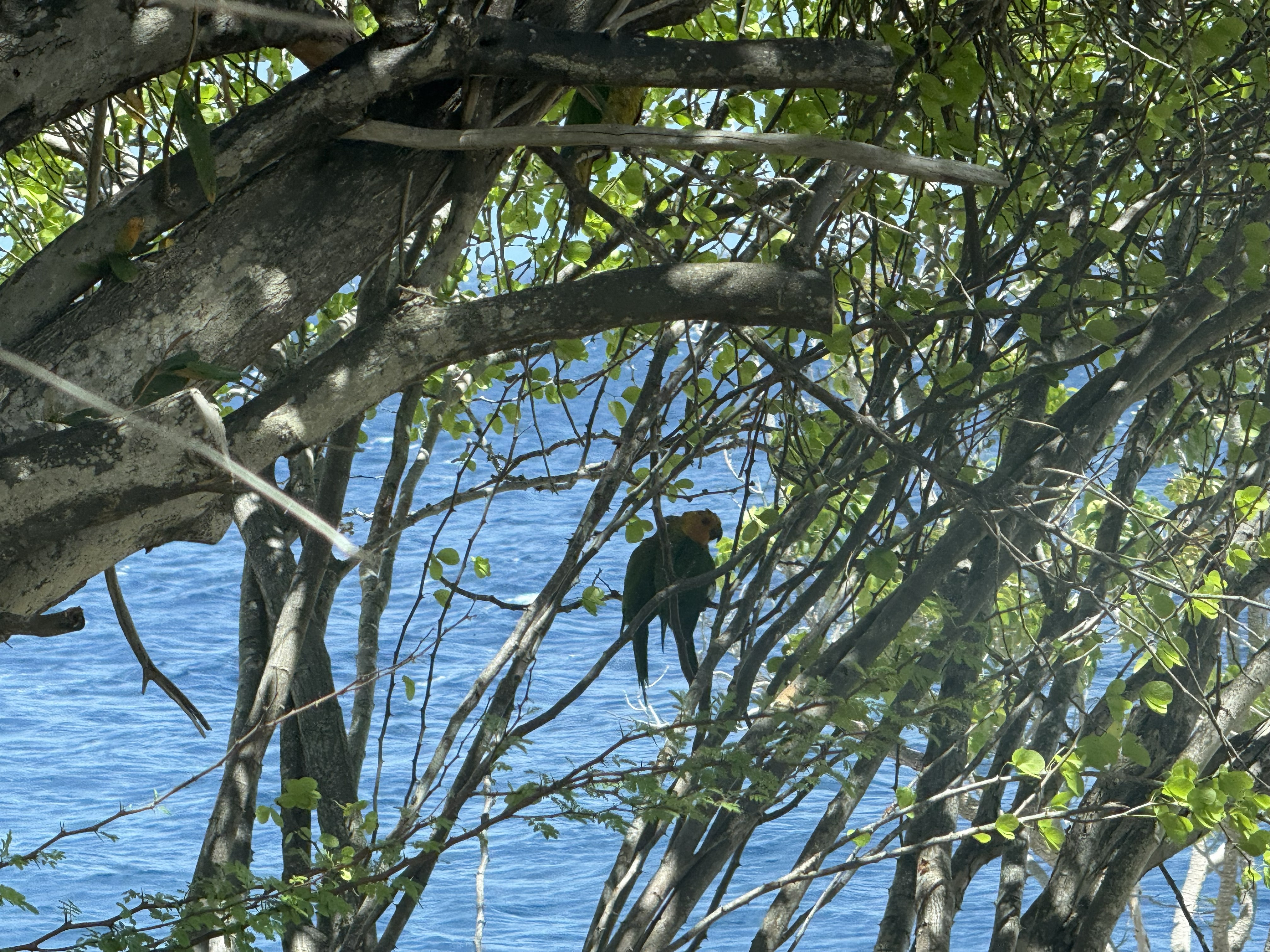 Bonaire 3