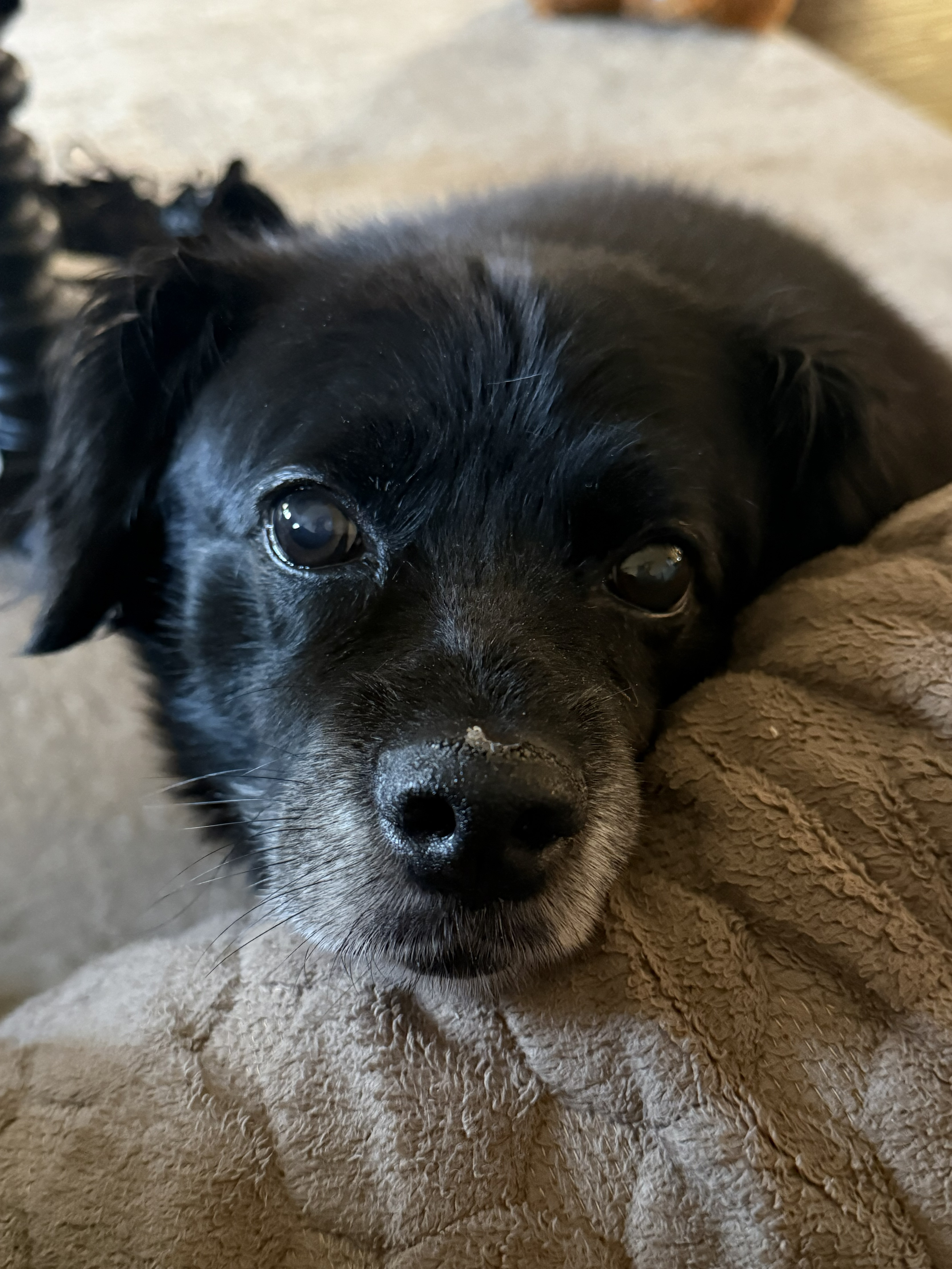 Marley’s Homemade Turkey & Veggie Bowl